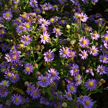 Aster ageratoides 'Ezo Murasaki' 