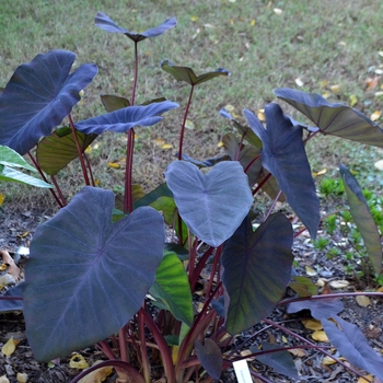 Colocasia esculenta 'Madiera'