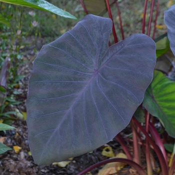 Colocasia esculenta 'Madiera' 