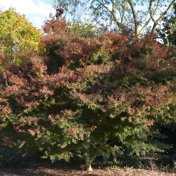 Acer palmatum 'Wou nishiki'