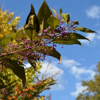 Callicarpa japonica 'var. luxurians' 