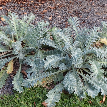 Glaucium fimbrilligerum