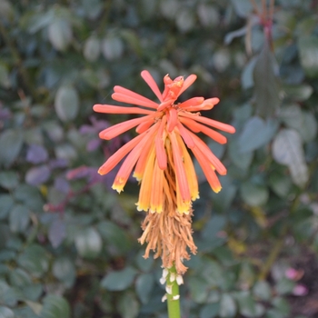 Kniphofia rooperi