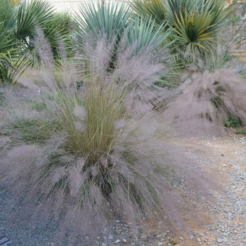 Muhlenbergia 'Pink Flamengo' (073610)