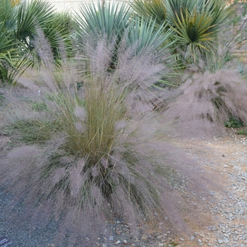 Muhlenbergia 'Pink Flamengo'