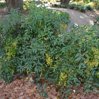 Nandina domestica 'Leucocarpa'