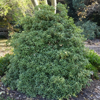 Osmanthus heterophyllus 'Goshiki' 