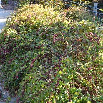 Symphoricarpos x doorenbosii 'Pink Magic' 