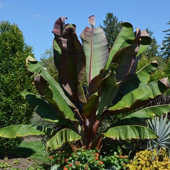 Ensete ventricosum 'Maurelii'