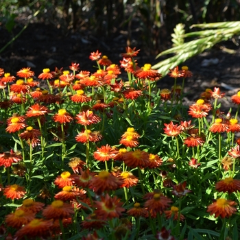 Bracteantha bracteata Sundaze® 'Blaze'