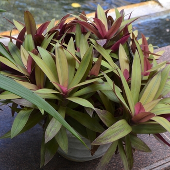 Tradescantia spathacea 'Vittata' 