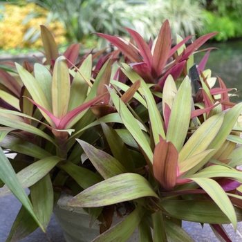 Tradescantia spathacea 'Vittata'