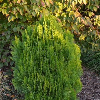 Thuja orientalis 'Morgan' 