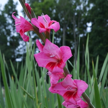 Gladiolus x hortulanus 'Bibi' 