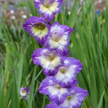 Gladiolus x hortulanus 'Bluebird' 