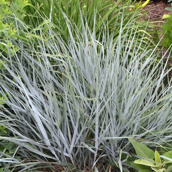 Leymus condensatus 'Canyon Prince' 