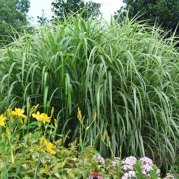 Miscanthus sinensis 'Cosmopolitan'