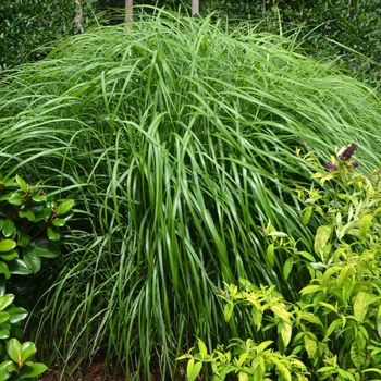 Miscanthus sinensis 'Andante' 