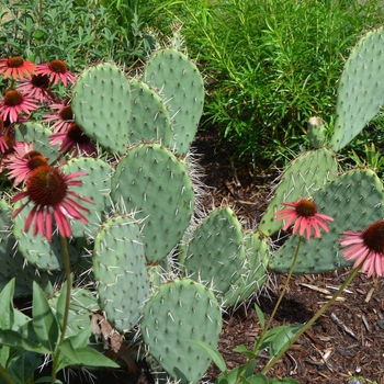 Opuntia phaeacantha 'Tahiti Sunrise' 