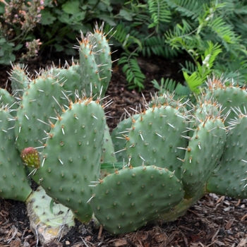 Opuntia polyacantha 'Snowball' 