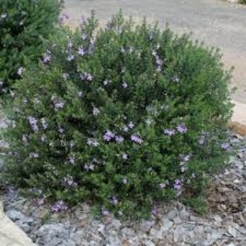 Westringia 'Gem Variegated' 