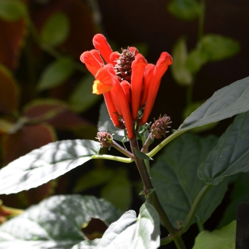 Scutellaria costaricana