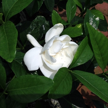 Gardenia jasminoides 'Summer Snow®' PP22797