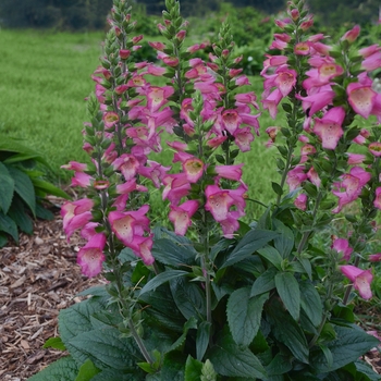 Digiplexis 'Berry Canary' 