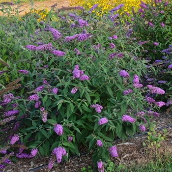 Buddleia davidii 'Jousting Jester' 