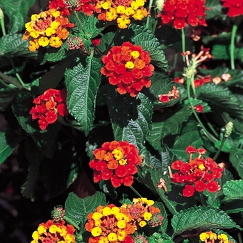 Lantana camara 'Firewagon' 