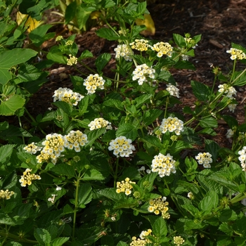 Lantana camara 'Sunny Side Up' 