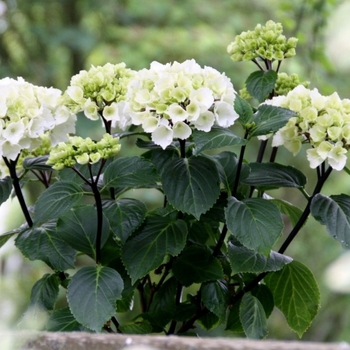 Hydrangea macrophylla 'Flamingo' PP27598