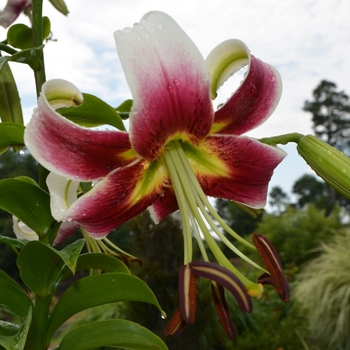 Lilium 'Leslie Woodriff' 