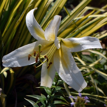 Lilium 'Sunnyside Down'