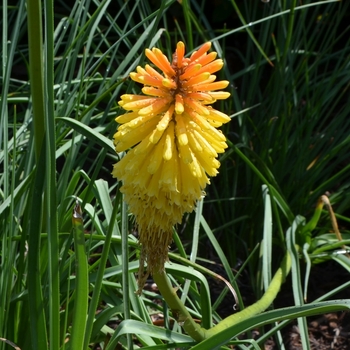 Kniphofia 'Royal Standard'