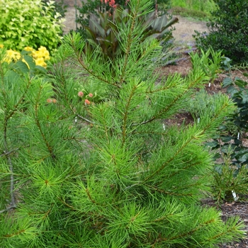 Pinus bungeana 'Compacta'