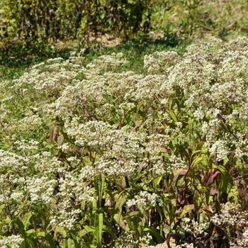 Eupatorium perfoliatum 