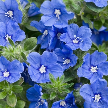 Evolvulus 'Blue My Mind® XL' (073866)