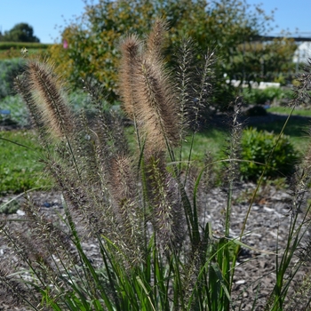 Pennisetum alopecuroides 'Ginger Love' PPAF