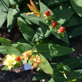 Hypericum 'Go Mega' 18408