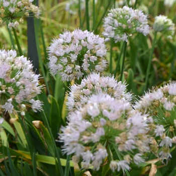 Allium Bubble Bath Ornamental Onion From Garden Center Marketing