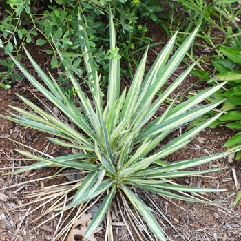 Yucca flaccida 'Wilder's Wonderful'