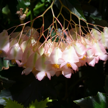 Begonia 'Irene Nuss'