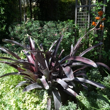 Aechmea mulfordii 'Malva' 