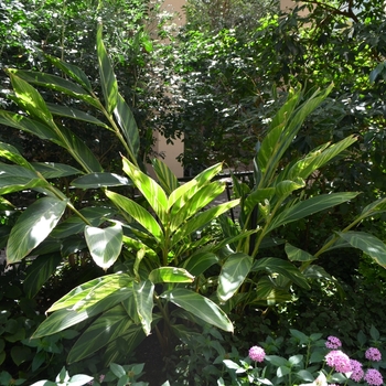 Alpinia zerumbet 'Variegata' 