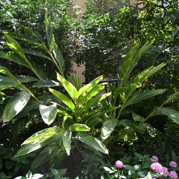 Alpinia zerumbet 'Variegata'