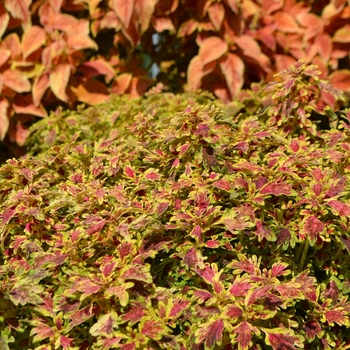 Coleus 'India Frills' 