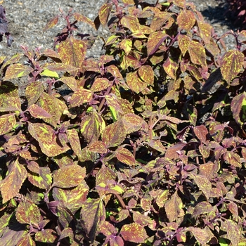 Coleus 'Ella Cinders' 