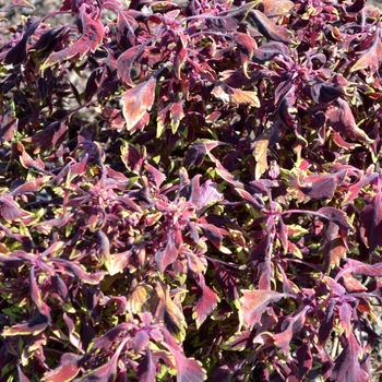 Coleus 'Creepy Crawly' 