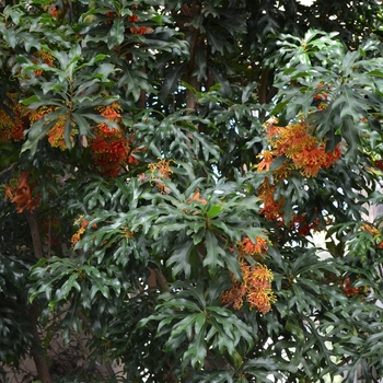 Stenocarpus sinuatus '' (073947)
